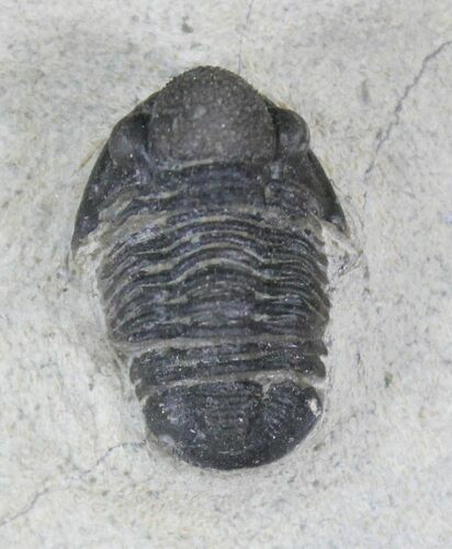 Bargain Gerastos Trilobite Fossil - Foum Zguid #22545